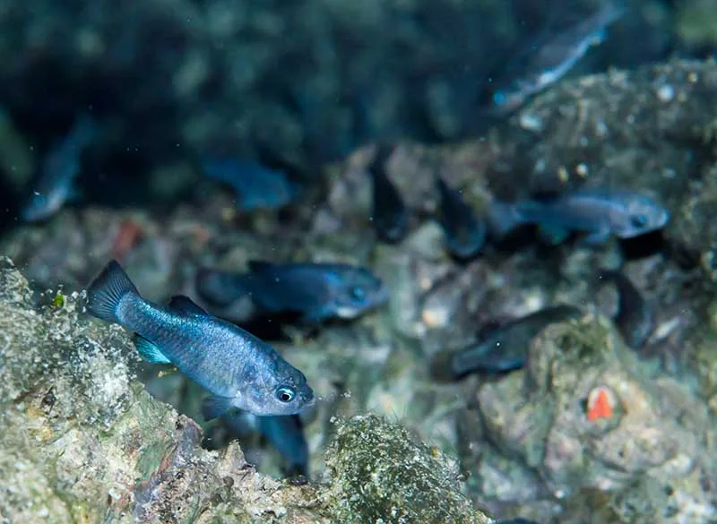 デビルズ・ホールのプパフィッシュ。鮮やかな青い小さな魚が岩の上を泳ぎ、後ろにも同じ青い魚が数匹見える