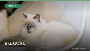 舌を出した白い猫を背景に、おもしろアニマルと示した記事の見出し画像