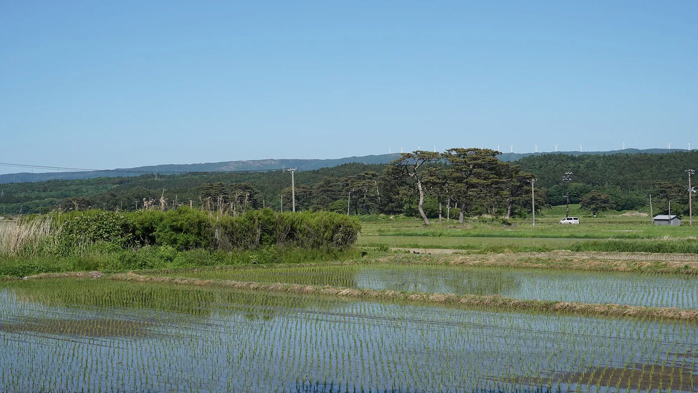 水を張った田んぼの向こうに松の生えた小山が点在する象潟の風景。奥に低い山と風車が並ぶ
