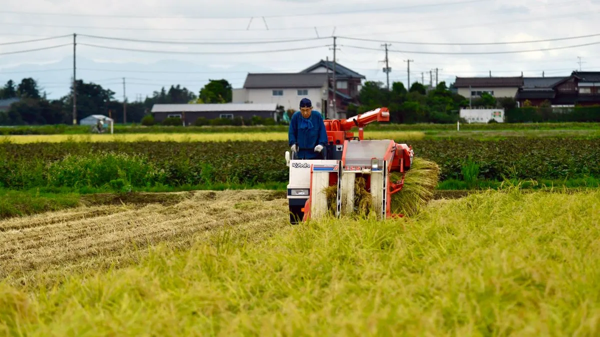 田んぼでコンバインを操作して稲を刈り取っている人。奥に住宅が並んでいる