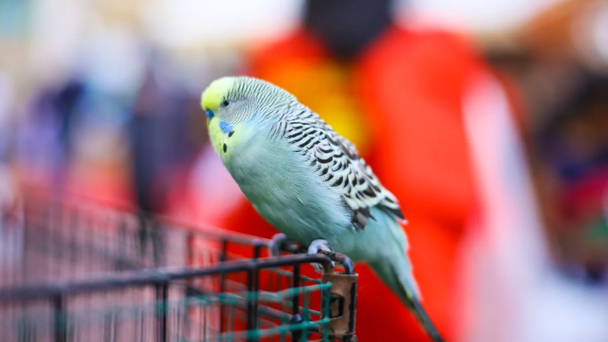 ケージの縁にとまっている水色のセキセイインコ