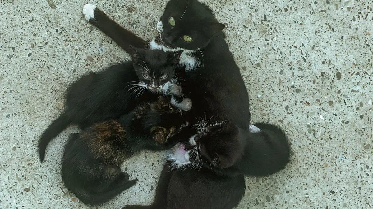 コンクリートの上で、母猫が数匹の子猫に授乳している様子を上から見たところ