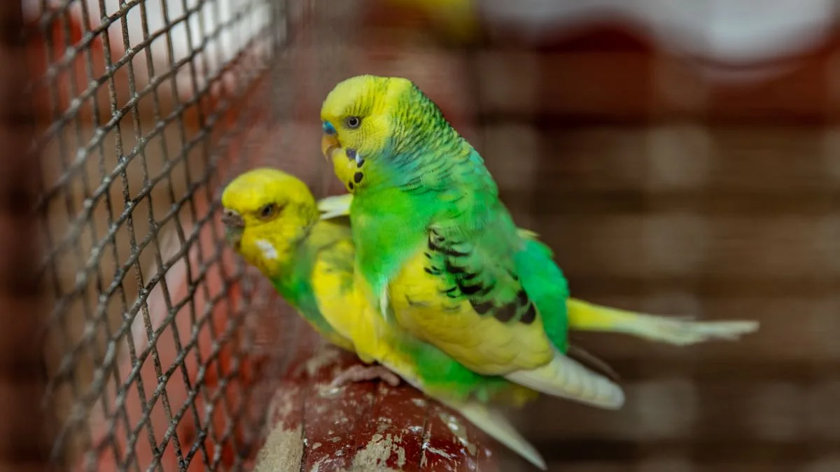 ケージの中の止まり木に、緑と黄色のセキセイインコが2羽並んでとまっている