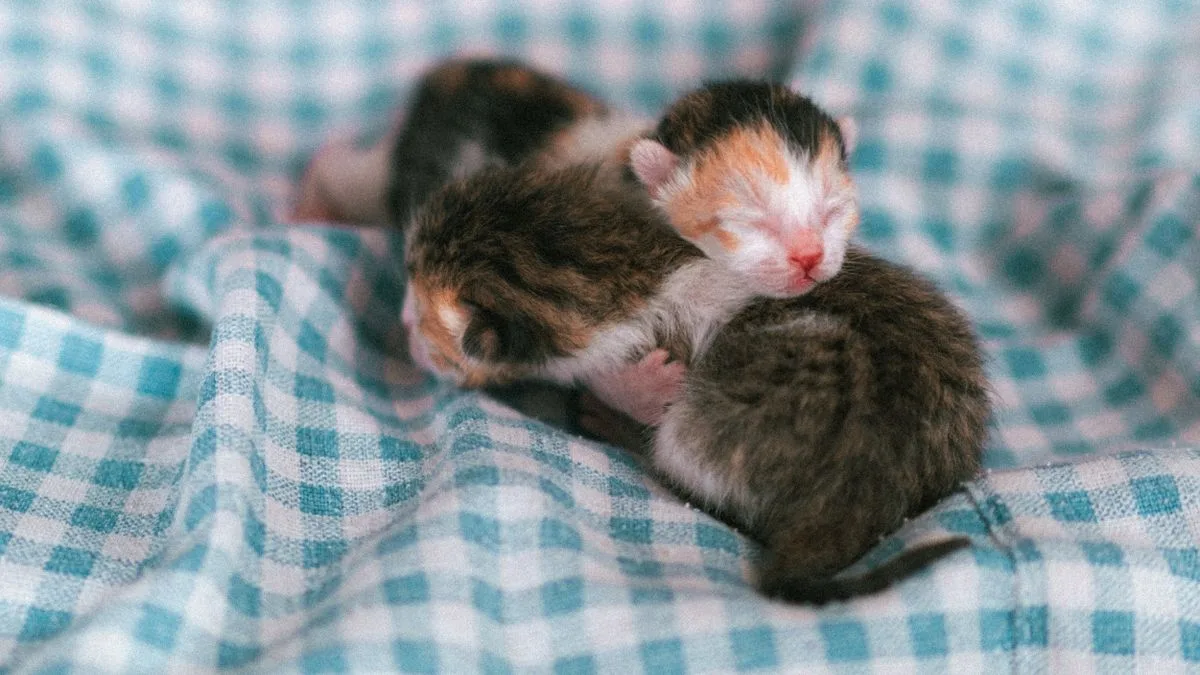 青いチェックの布の上で、生まれてまもない子猫3匹が寄り添って眠っている