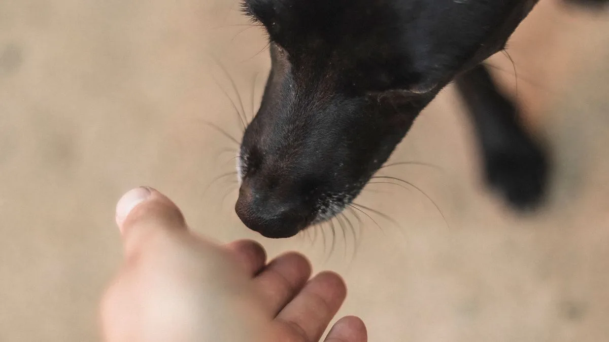 差し出された人の手に、黒い犬が鼻を近づけてにおいを嗅いでいる