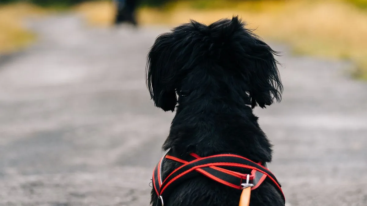 ハーネスを付けた黒い犬の後ろ姿。リードはゆるんでいる