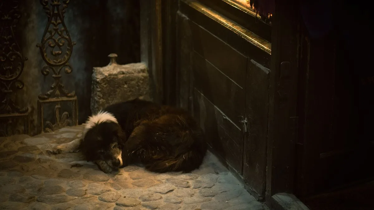 薄暗い室内で、戸口のわきに丸くなって眠っている犬