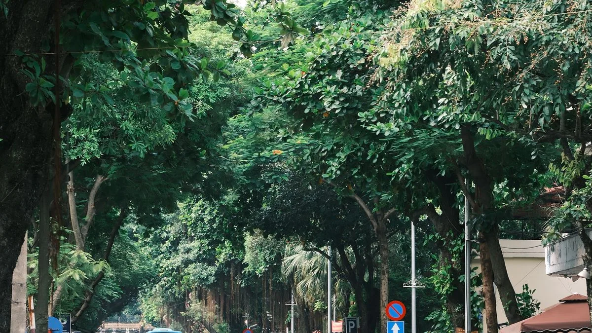 両側に木が茂った、車の少ない住宅街の道