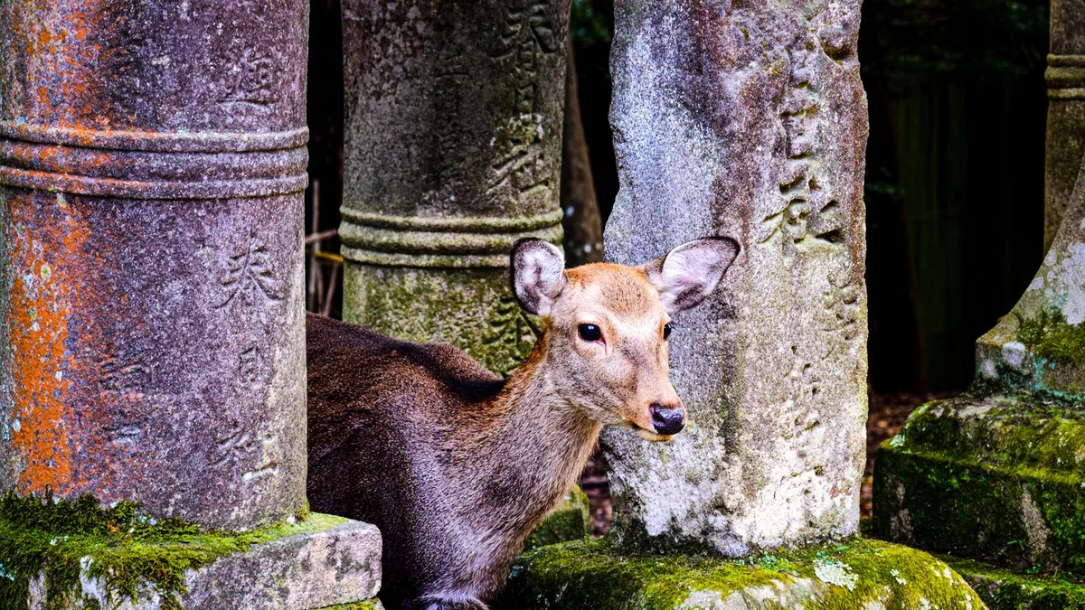 苔むした石の柱のあいだに立つ鹿