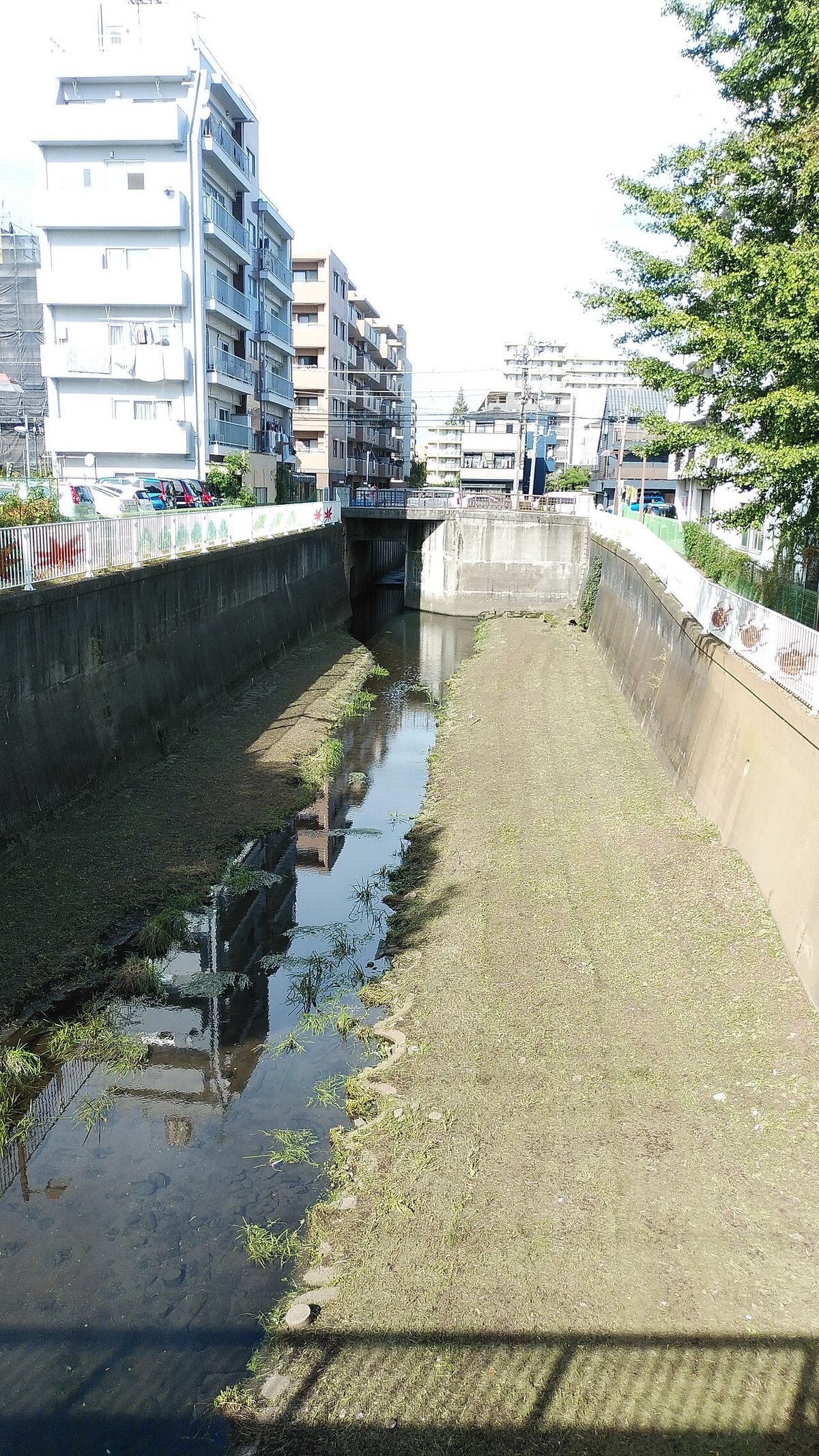 仙川の野川宿橋・三鷹市新川（2024年10月）