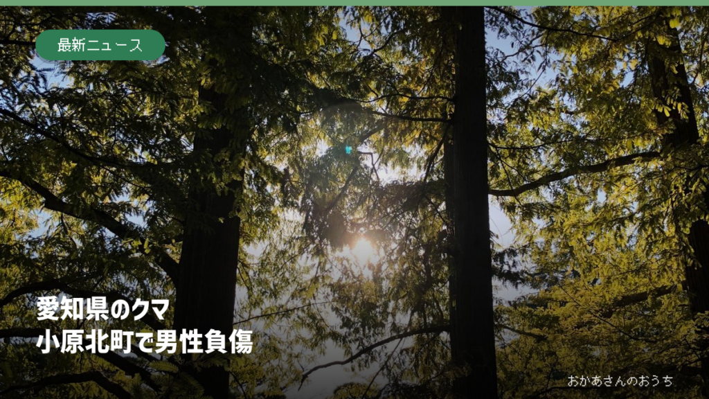愛知県のクマ、小原北町で男性負傷。東京の森林の一般写真を使った見出し画像で、事故現場ではない。