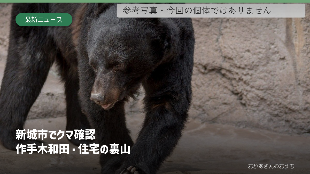 天王寺動物園で飼育されているツキノワグマの参考写真。今回の出没個体ではありません。