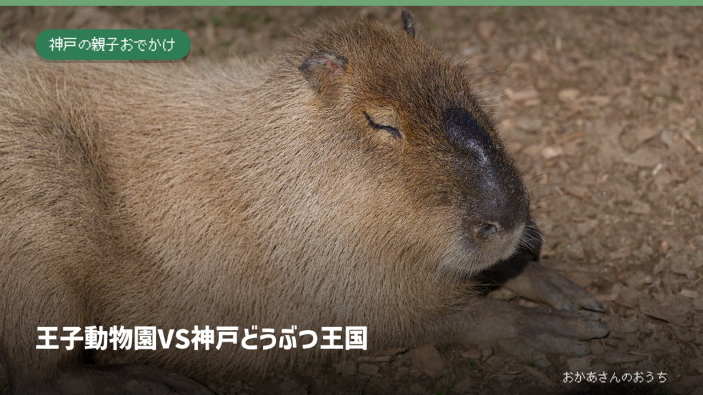 カピバラのイメージ写真。王子動物園や神戸どうぶつ王国で撮影した写真ではありません。