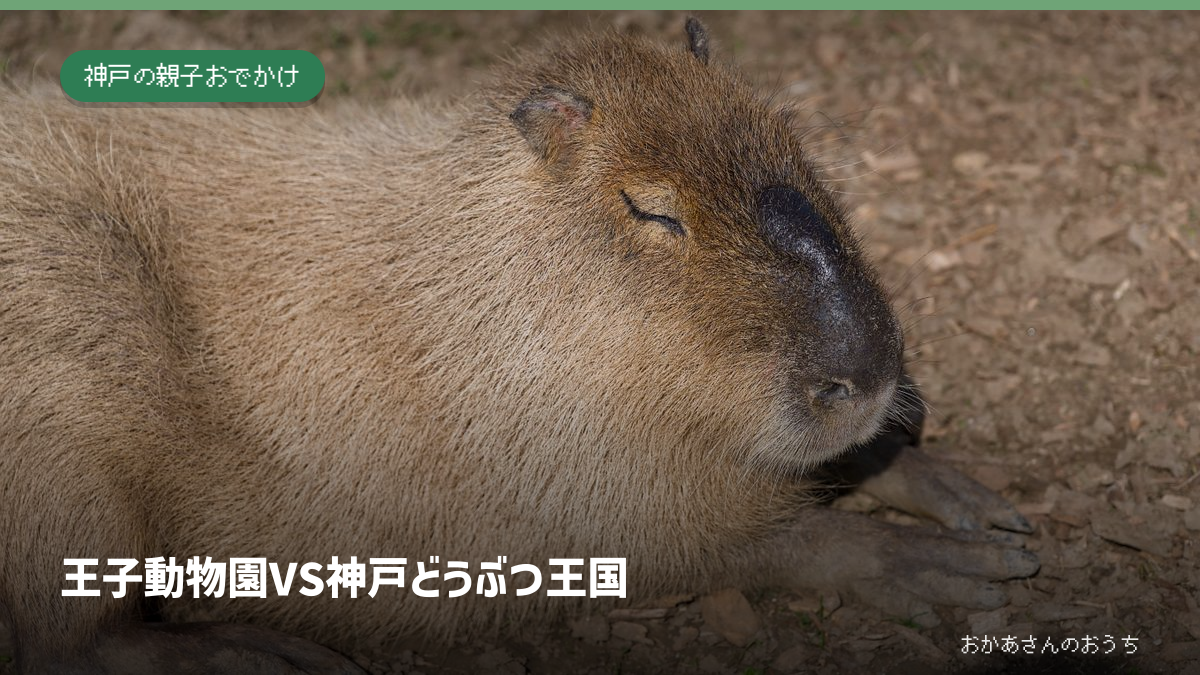 カピバラのイメージ写真。王子動物園や神戸どうぶつ王国で撮影した写真ではありません。
