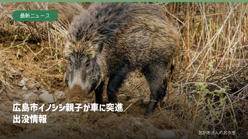 広島市イノシシ親子が車に突進／出没情報：イメージ写真を使った記事のアイキャッチ