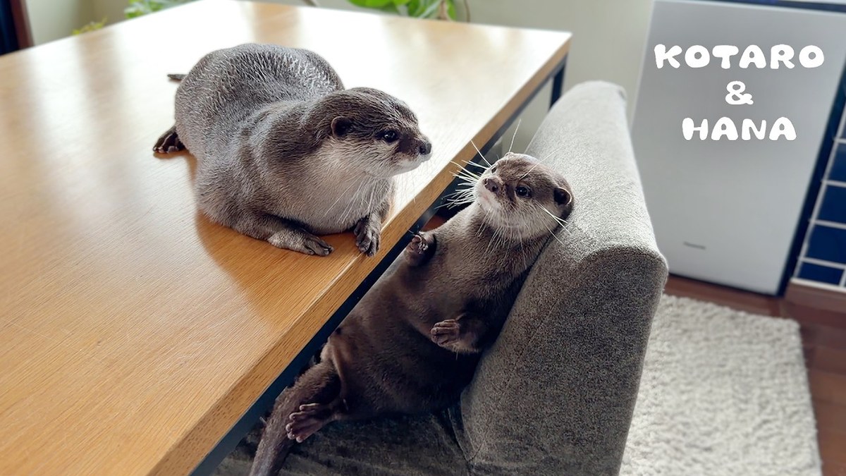 おもしろアニマル/カワウソの新居。本文で紹介する投稿主の動画サムネイル