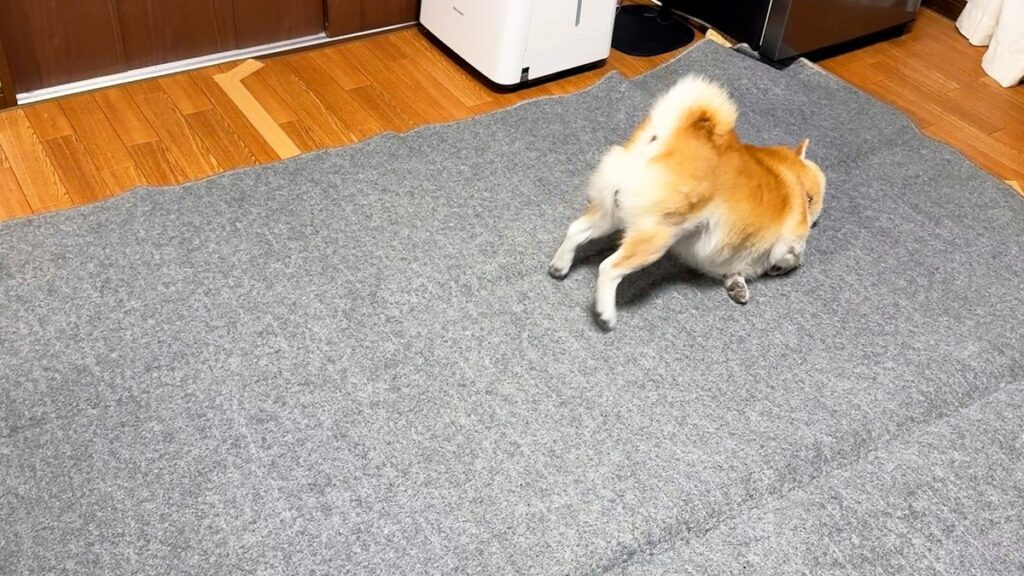 おもしろアニマル/柴犬の秋支度。本文で紹介する投稿主の動画サムネイル