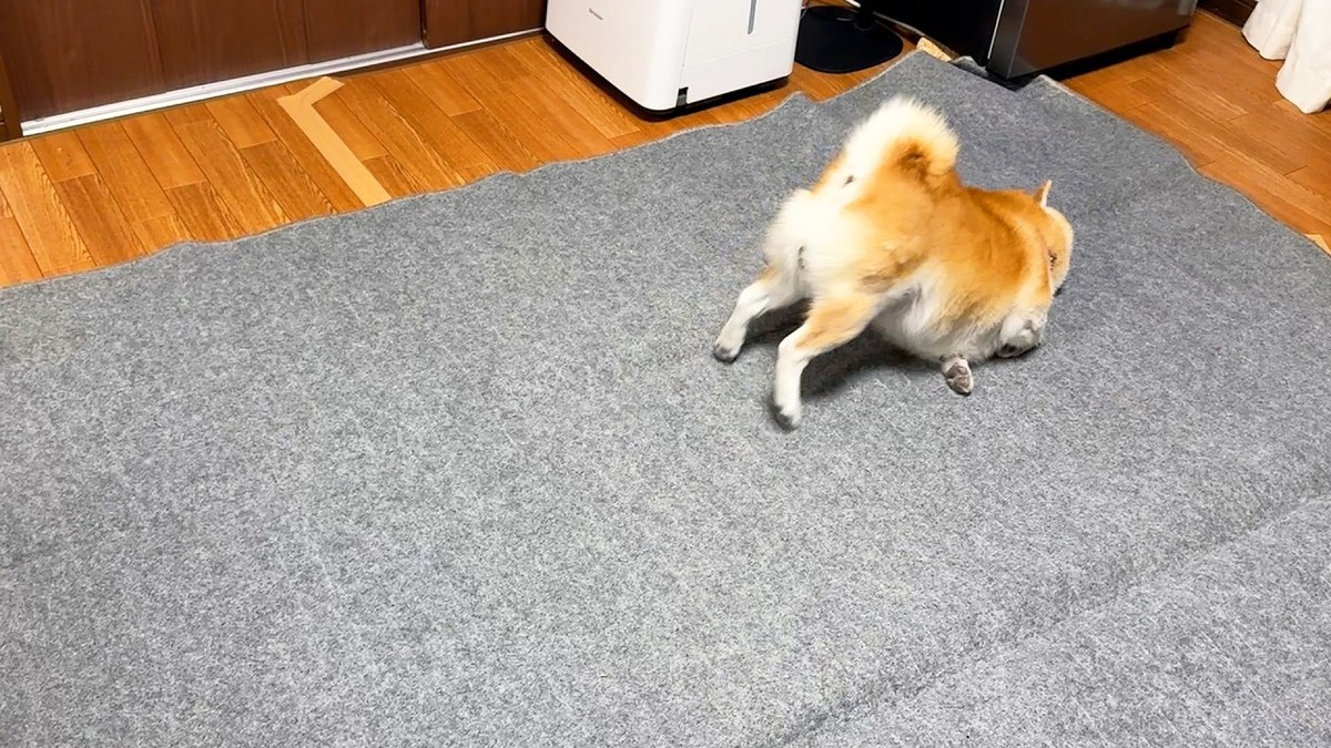 おもしろアニマル/柴犬の秋支度。本文で紹介する投稿主の動画サムネイル