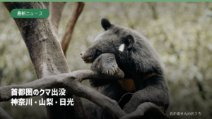 木の枝にいるクマのイメージ写真に「首都圏のクマ出没 神奈川・山梨・日光」と記した記事のアイキャッチ。今回の出没個体ではありません。