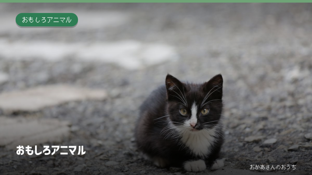 おもしろアニマルの記事アイキャッチ。一般写真と記事タイトル。