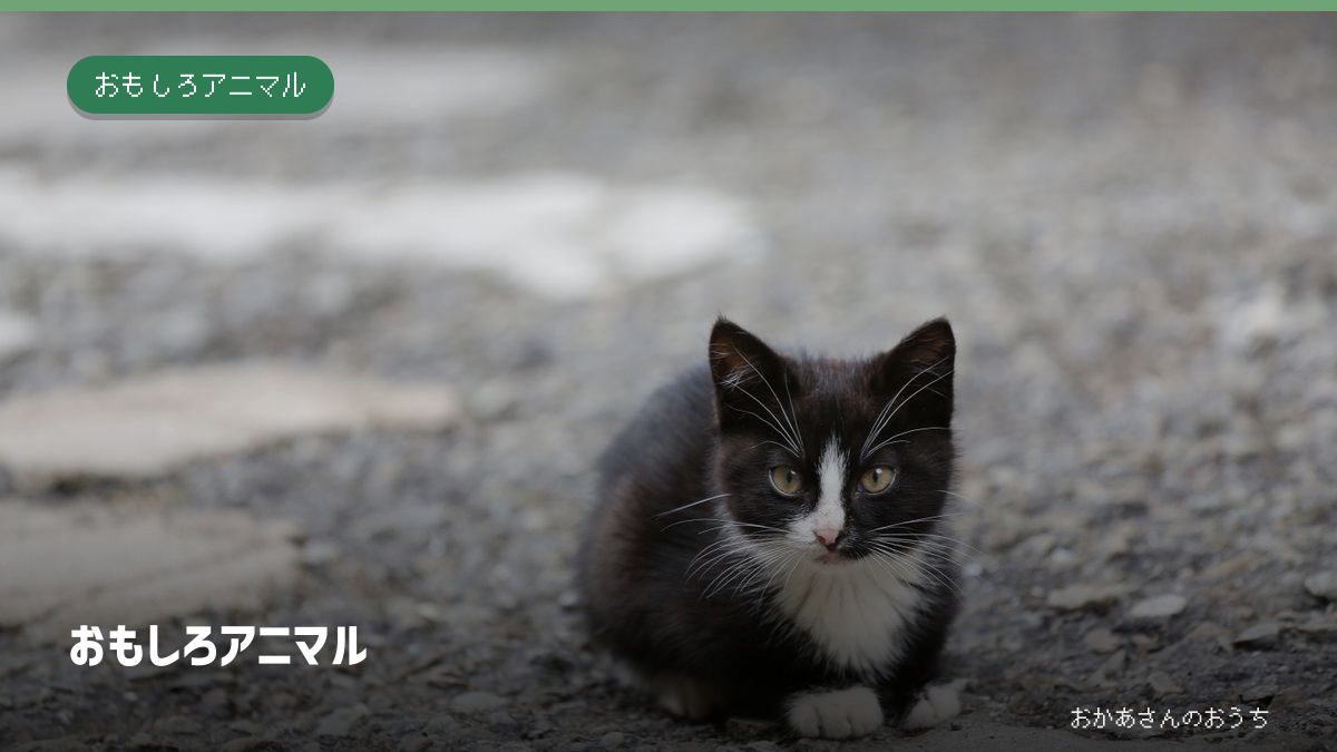 おもしろアニマルの記事アイキャッチ。一般写真と記事タイトル。