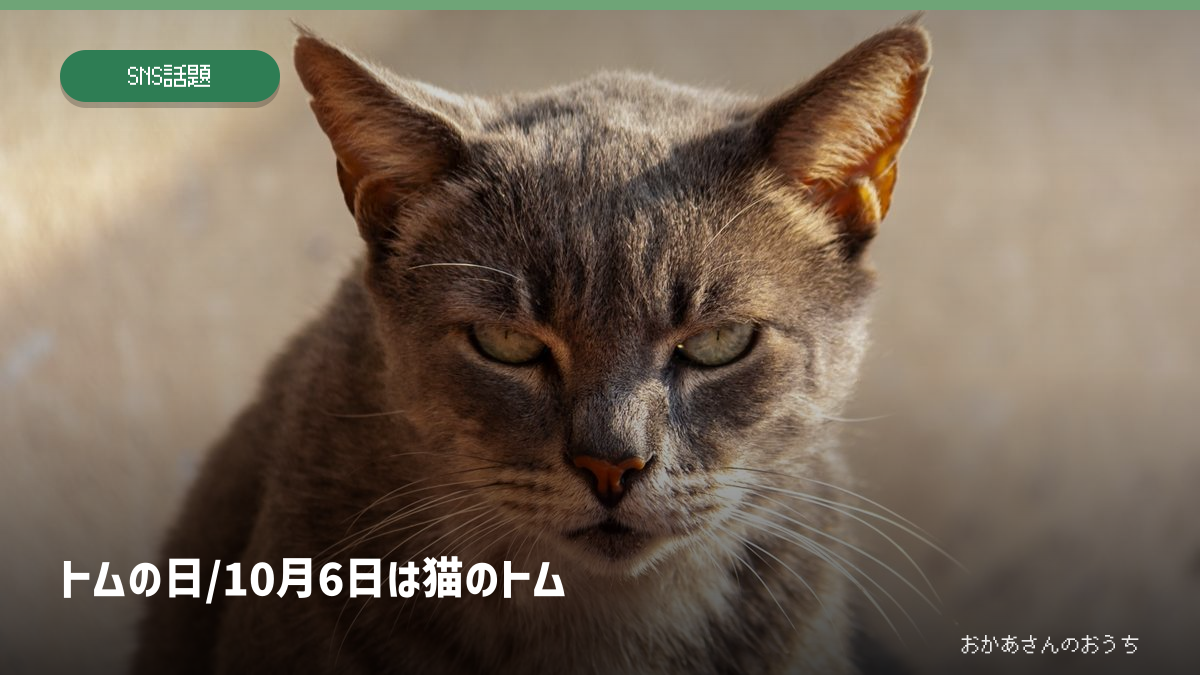 トムの日/10月6日は猫のトムの一般イメージ写真。作品・本人・商品・店舗・現場そのものではありません。