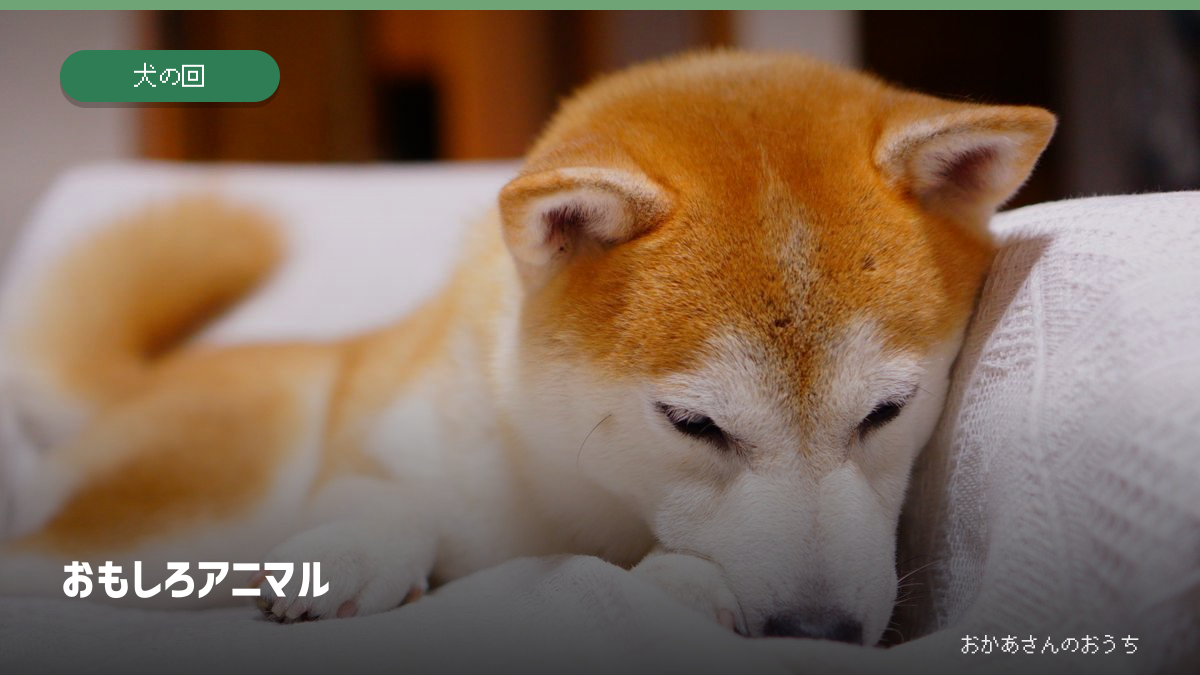 おもしろアニマル・犬の回のイメージ写真