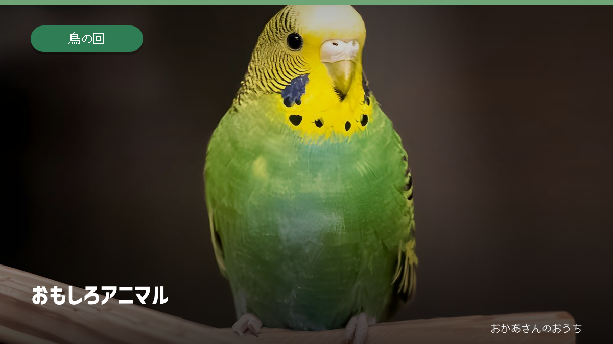 おもしろアニマル・鳥の回のイメージ写真