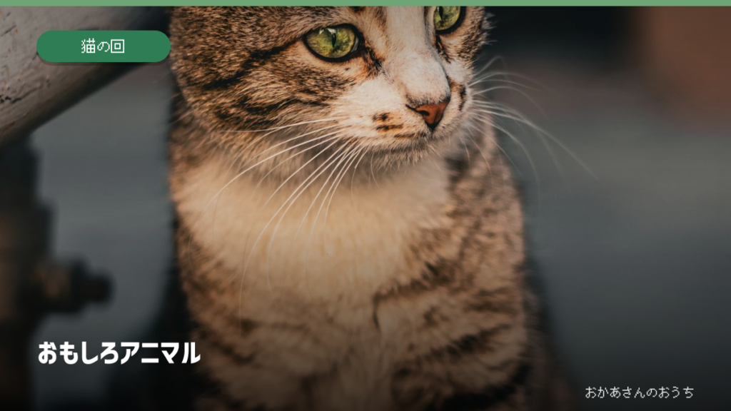 おもしろアニマル・猫の回のイメージ写真