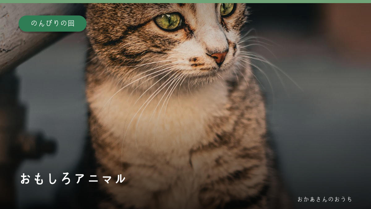 おもしろアニマル・のんびりの回の猫のイメージ写真