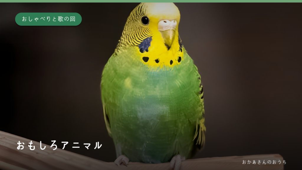 おもしろアニマル・おしゃべりと歌の回のイメージ写真