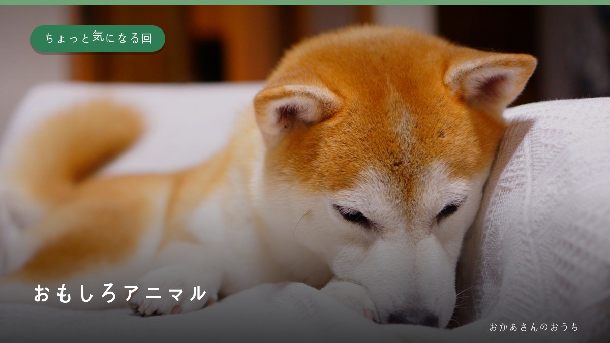 おもしろアニマル・ちょっと気になる回のイメージ写真