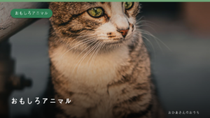 おもしろアニマル・あそびの回のイメージ写真
