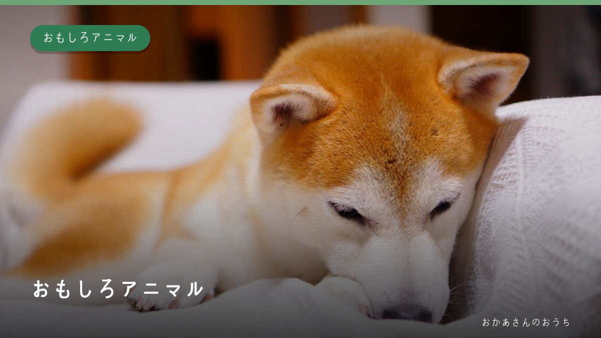 おもしろアニマル・家族といっしょの回のイメージ写真