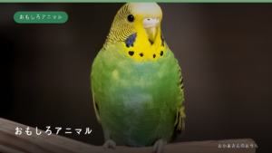 おもしろアニマル・気になるしぐさの回のイメージ写真