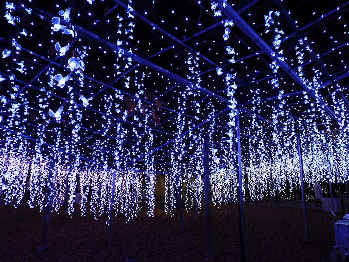 あしかがフラワーパークの光の花の庭。藤棚の下に、白と青の光が藤の花のように垂れ下がっている