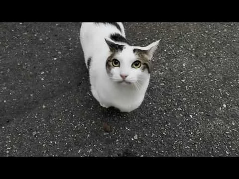 このあと紹介する動画のサムネイル