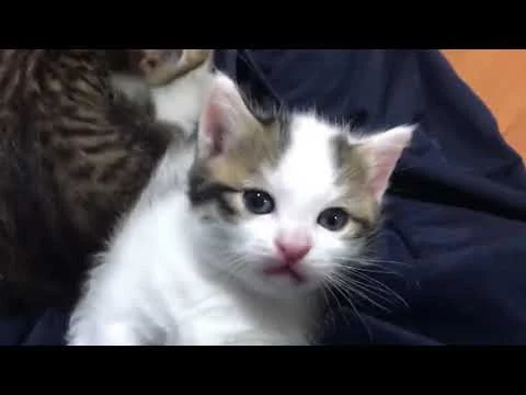 このあと紹介する動画のサムネイル