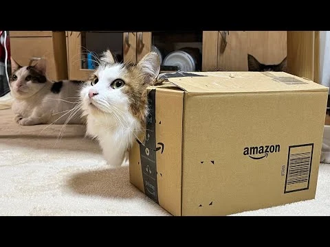 このあと紹介する動画のサムネイル