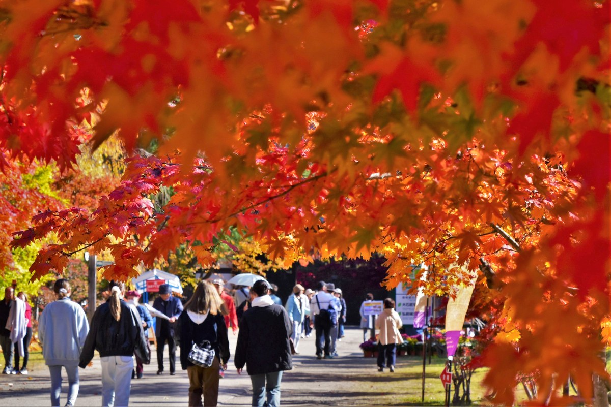 弘前市が配信した「弘前城菊と紅葉まつり」の案内画像。赤や黄色に色づいたカエデの下を、たくさんの人が歩いている