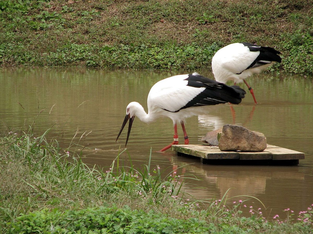 水辺で餌を探す2羽のコウノトリ