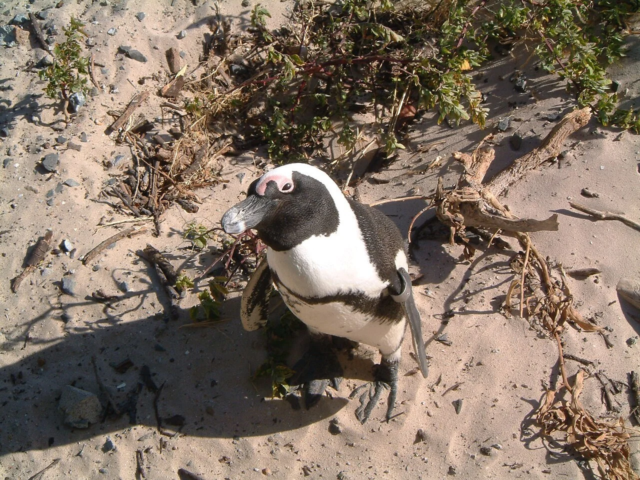 南アフリカのボルダーズビーチにいるケープペンギン