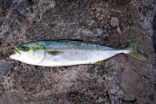 ブリ(ハマチ)の魚体