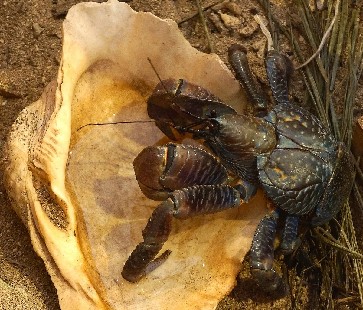 大きな貝殻の上にいる、青黒い甲羅のヤシガニ。太いはさみと長い触角がある