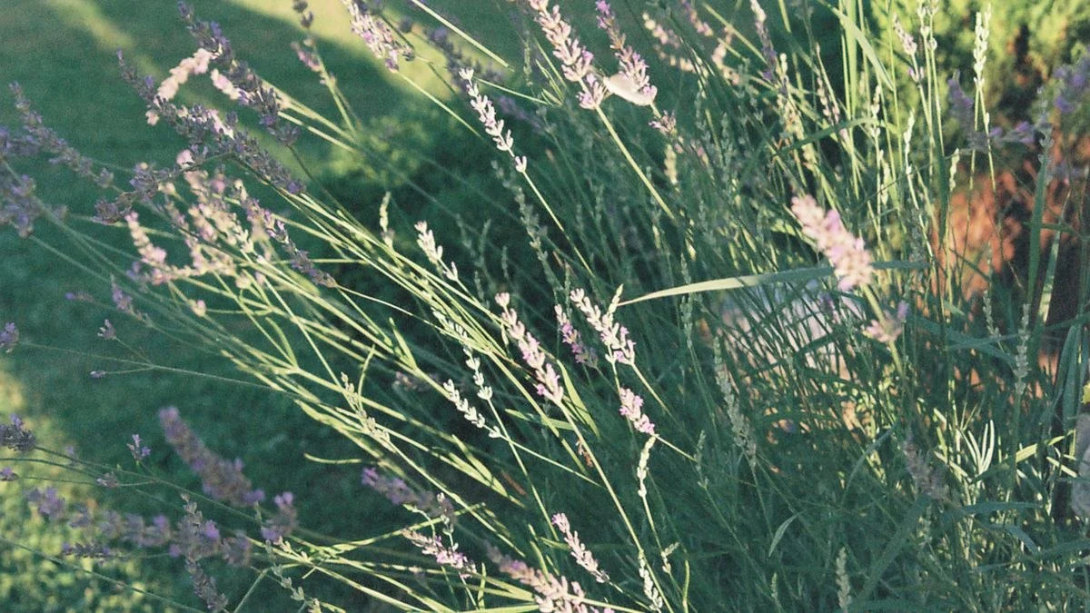 庭に植えられた草花のイメージ