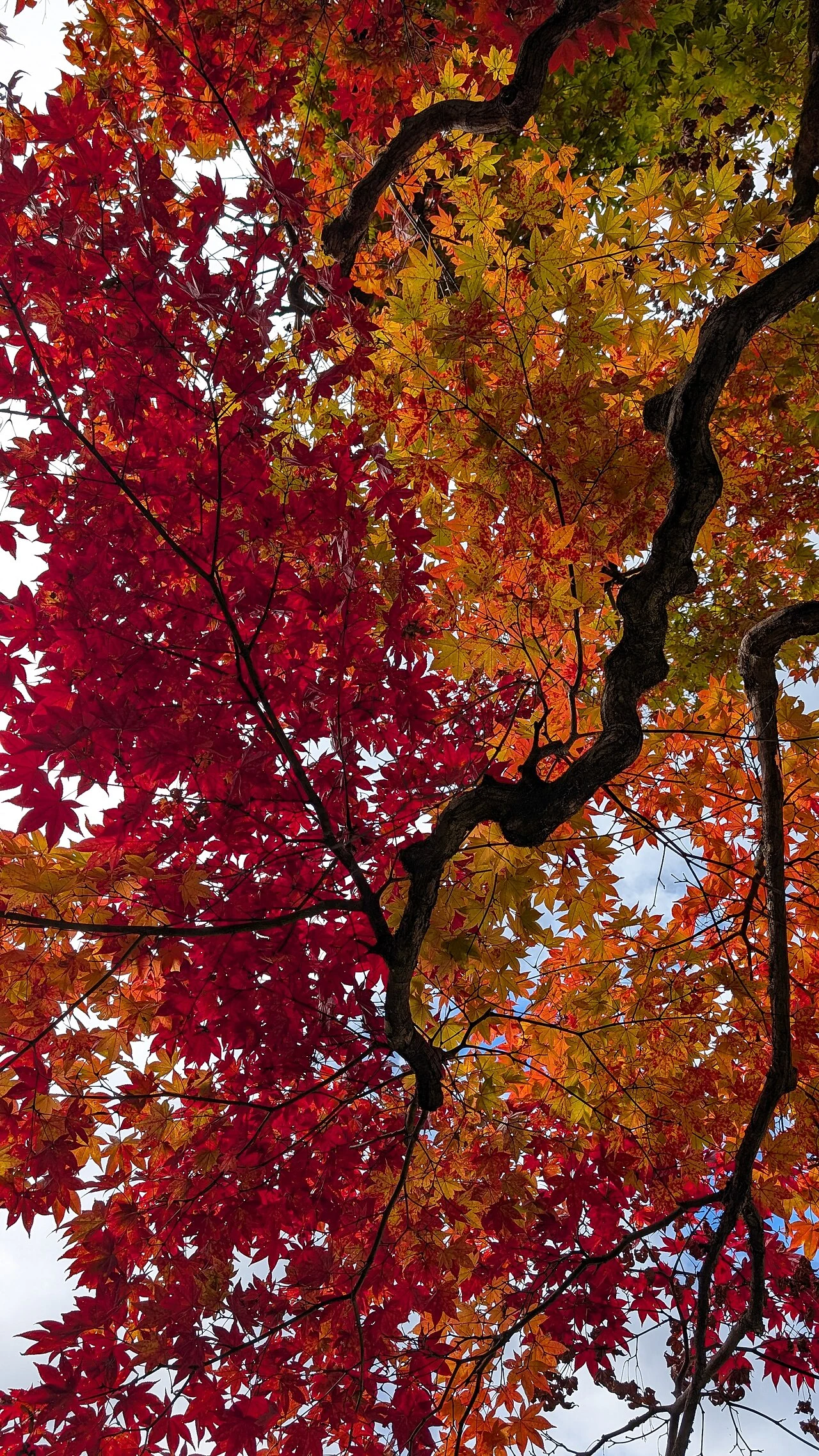 日光・逍遥園の紅葉（資料写真）