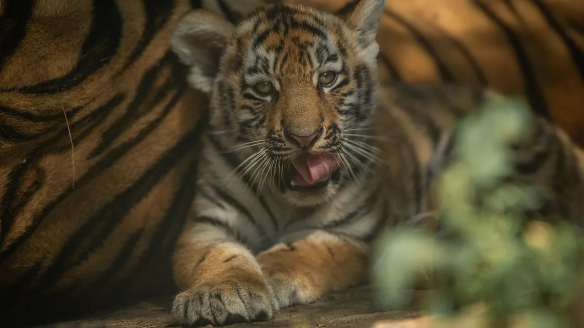 遊ぶトラの子のイメージ写真。多摩動物公園の2頭ではありません