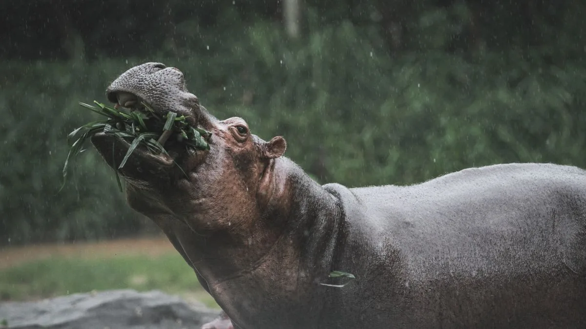 カバのイメージ写真。天王寺動物園の飼育個体ではありません