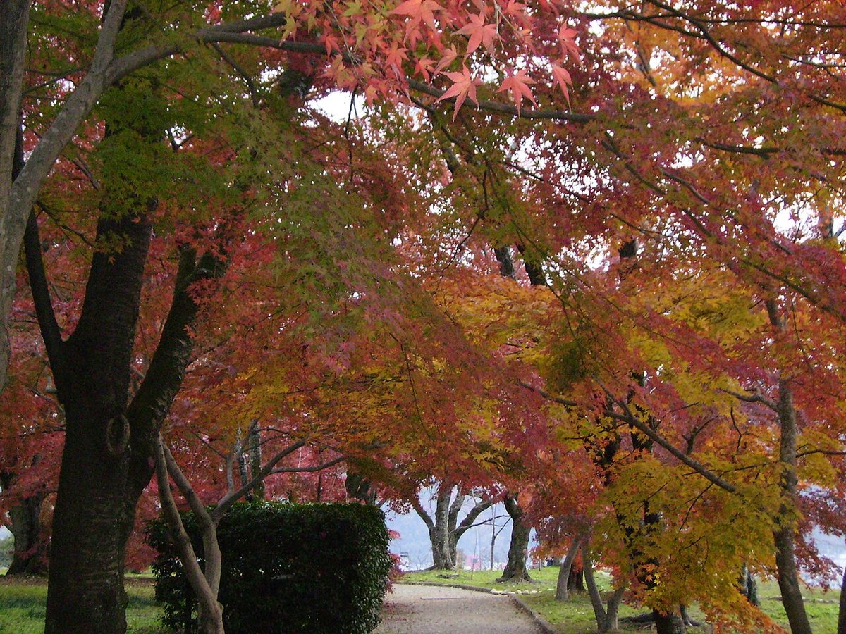 鶴山公園の園路の両側で赤や黄色に色づいたもみじ