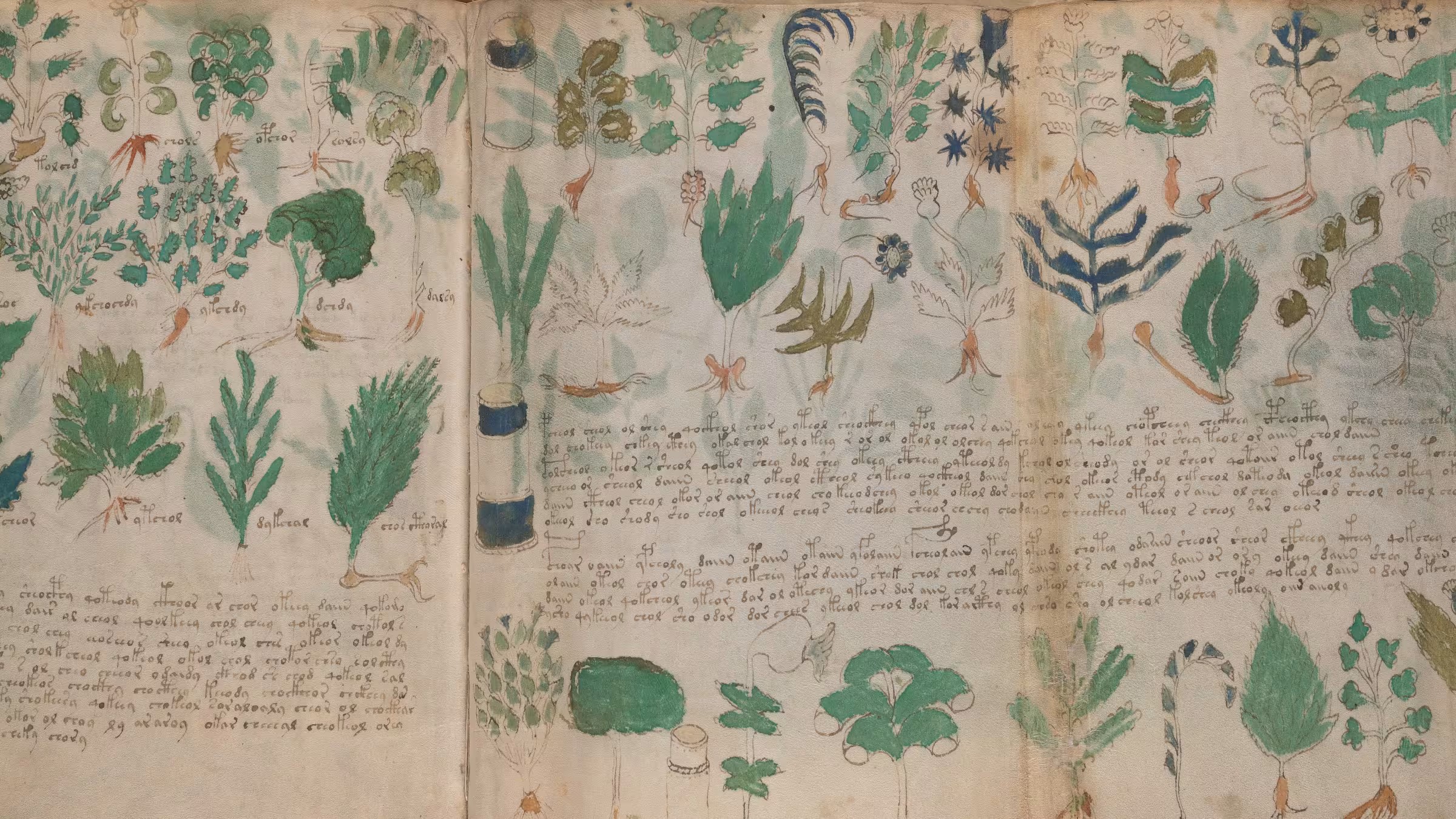 ヴォイニッチ手稿の植物と根、未解読の文字が描かれた原本画像